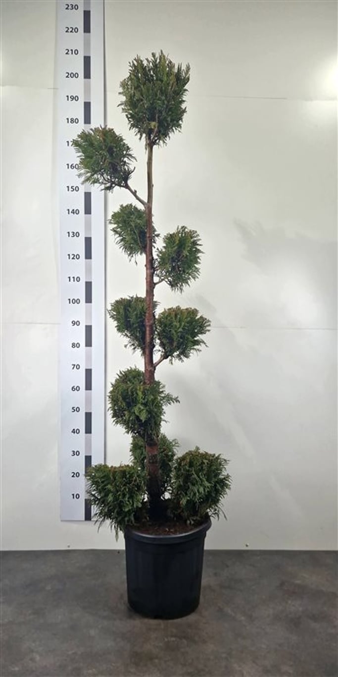 Thuja pl. 'Martin' - 160-180 CM Ponpon Cont.